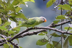 Psittacula himalayana