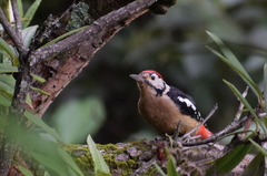 Dendrocopos himalayensis