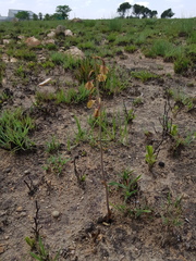 Eulophia tuberculata