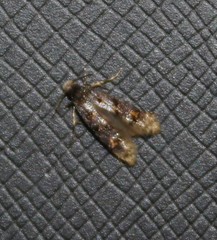 Stenoptinea auriferella