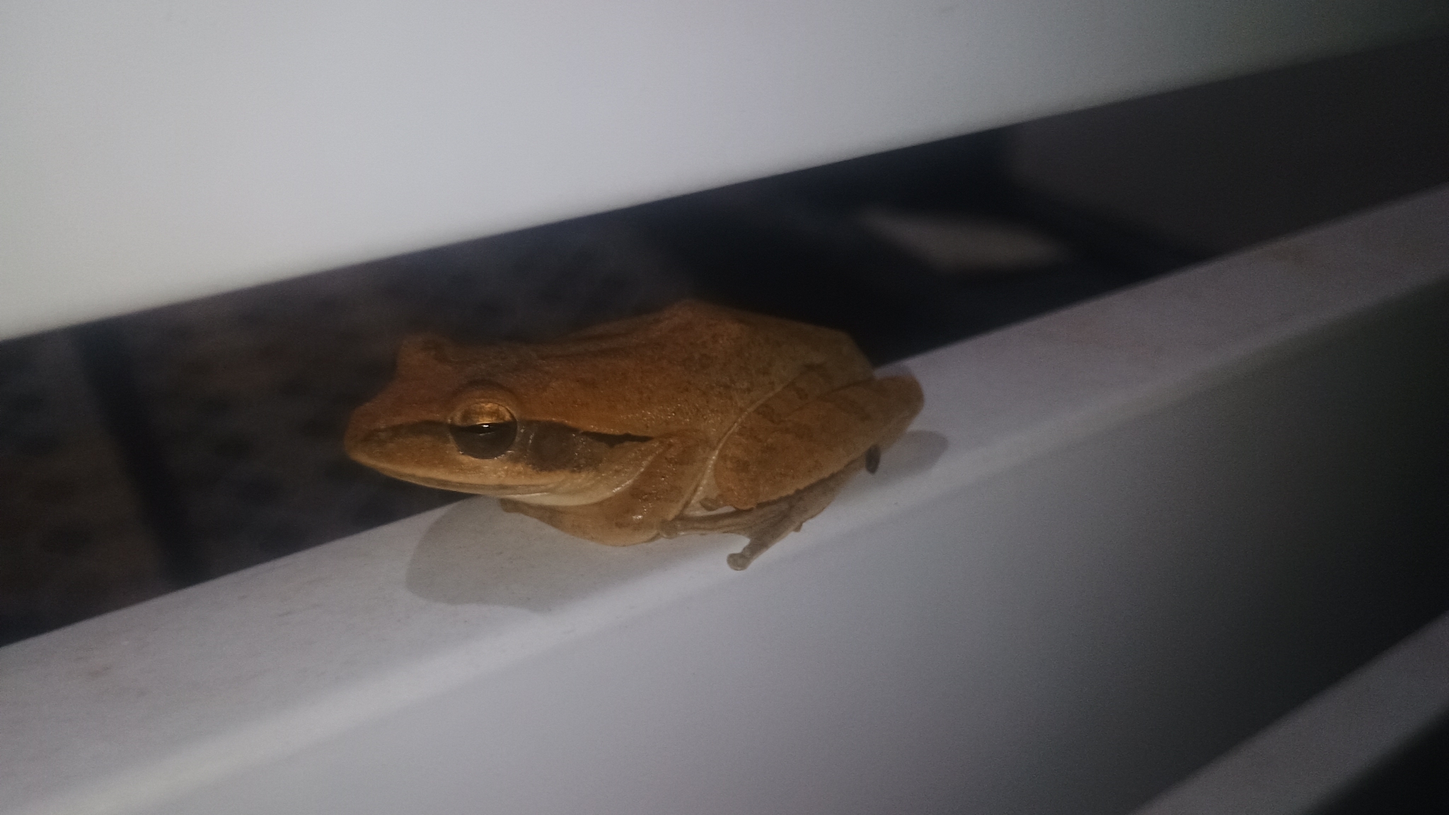 Big-Headed Whipping Frog