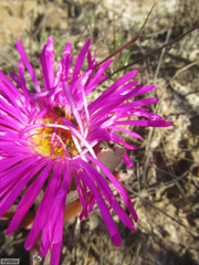 Carpobrotus quadrifidus