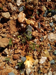 Dimorphotheca pinnata