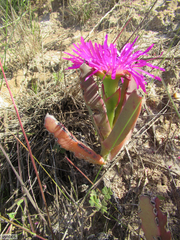 Carpobrotus quadrifidus