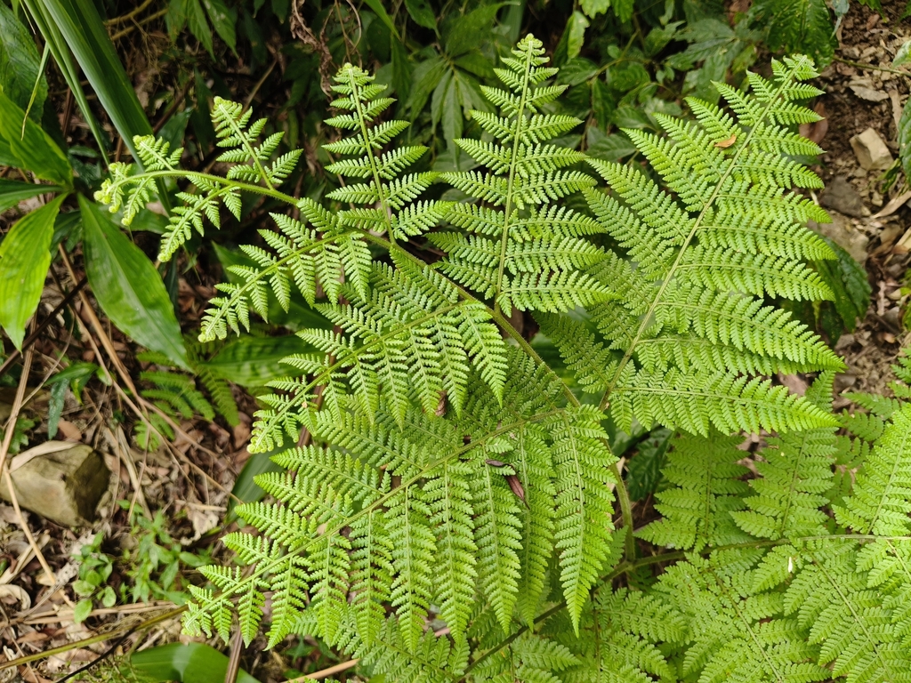 Hypolepis tenuifolia (Hypolepis tenuifolia)