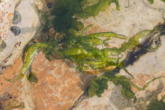 Ulva linza