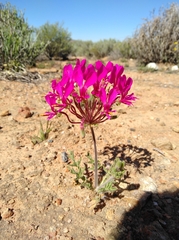 Pelargonium incrassatum