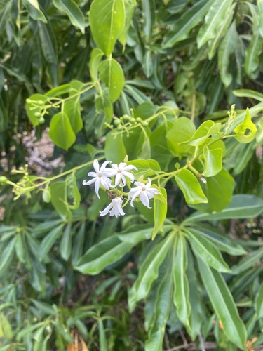 Jasminum marianum