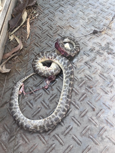 Spotted Python sighting