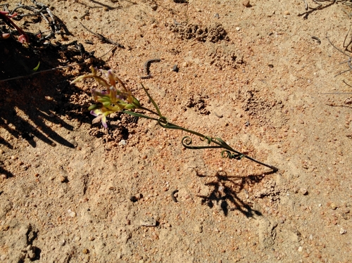 Image of Babiana fimbriata by (c) Brian du Preez, some rights reserved (CC BY-SA)