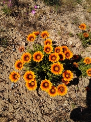 Gazania × splendens