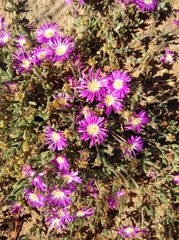 Drosanthemum oculatum