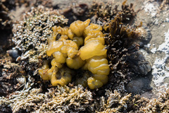 Leathesia marina