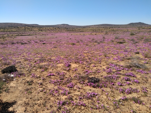 Image of Drosanthemum oculatum by (c) Brian du Preez, some rights reserved (CC BY-SA)