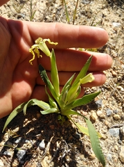 Ferraria macrochlamys macrochlamys