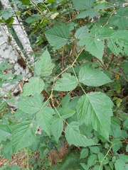 Idaeobatus