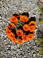 Gazania leiopoda