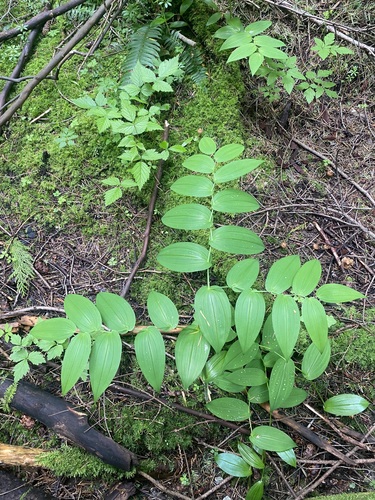 Streptopus amplexifolius iNat (3)