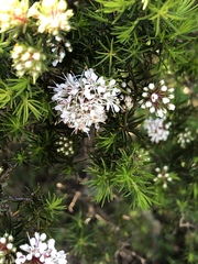 Agathosma bisulca