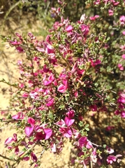 Indigofera spinescens