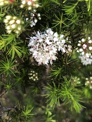 Agathosma bisulca