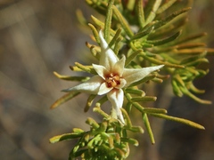 Boronia lanuginosa
