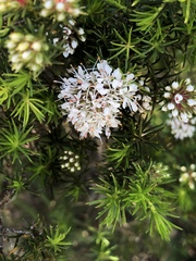 Agathosma bisulca