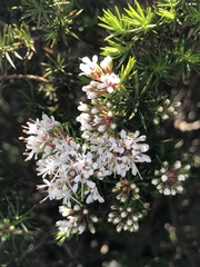 Agathosma bisulca