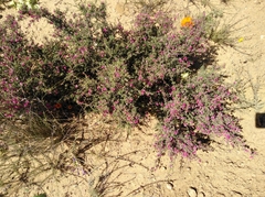 Indigofera spinescens