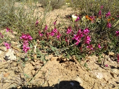 Indigofera meyeriana