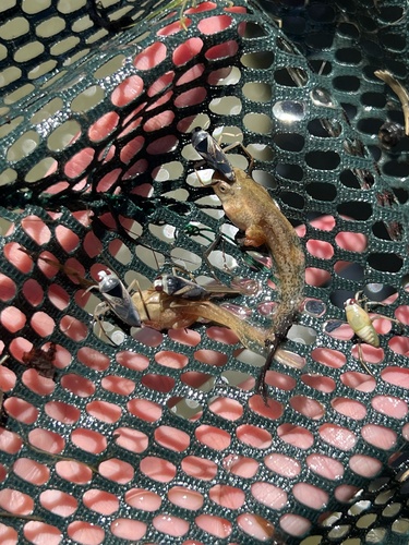 iNaturalist observation photo of Pacific chorus frog
