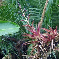 Leibold's Airplant (Tillandsia leiboldiana)