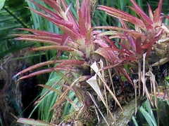 Tillandsia leiboldiana, photograph author not stated, no rights reserved