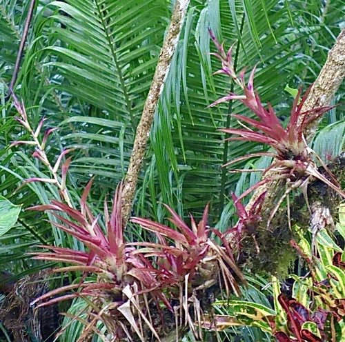 Tillandsia leiboldiana, photograph 4