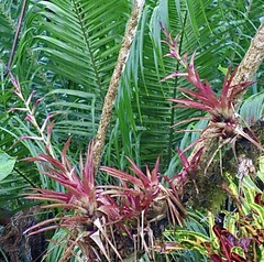Tillandsia leiboldiana, photograph author not stated, no rights reserved