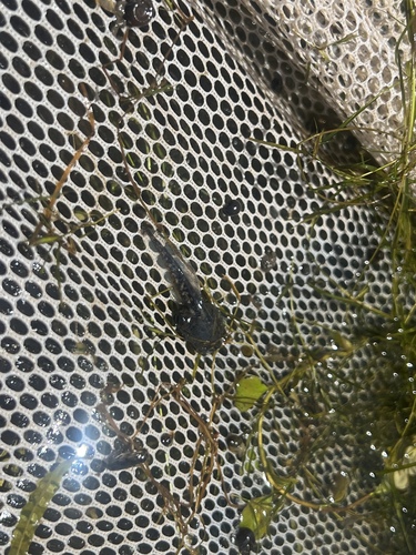 iNaturalist observation photo of Western Toad