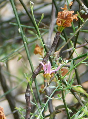 Krameria sonorae
