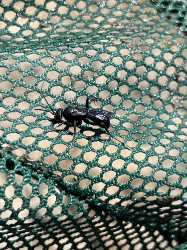 iNaturalist observation photo of Spider Wasps