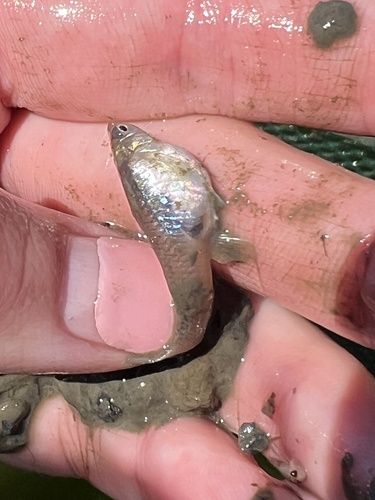 iNaturalist observation photo of Western Mosquitofish