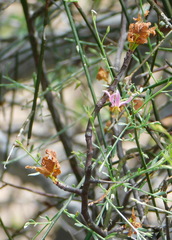 Krameria sonorae
