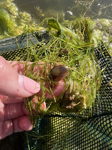 iNaturalist observation photo of California Clam Shrimp