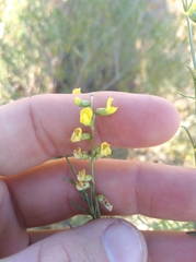 Calobota halenbergensis