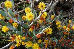 Acacia erinacea