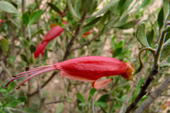 Eremophila decipiens