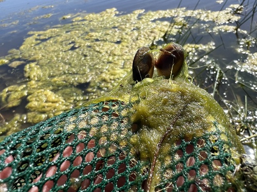 iNaturalist observation photo of California Clam Shrimp
