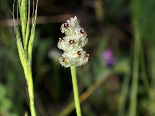 iNaturalist observation photo of dot-seed plantain