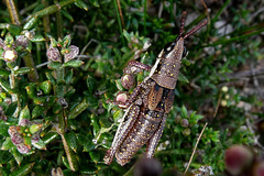 Monistria discrepans