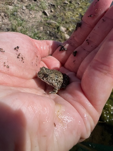 iNaturalist observation photo of Western Toad