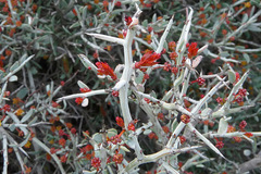 Acacia erinacea
