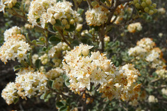 Pomaderris forrestiana